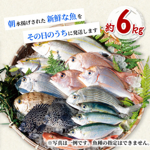 産地直送！ 海陽町より旬の魚をお届け！ 鮮魚セット 大セット 約６kg  詰め合わせ 