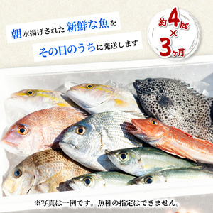 【定期便全３回】産地直送！ 海陽町より旬の魚をお届け！ 鮮魚セット 中セット 約４kg×３ヶ月連続  詰め合わせ 