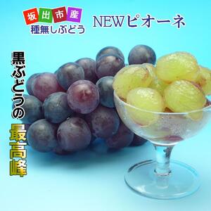 《2026年発送》ニューピオーネ 秀品 2kg ( 約3 ~ 5房 )  ｜ぶどう 香川産 人気品種