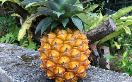 パイナップル【2026年発送】久米島印商店 ボゴールパイン 約2kg  パイン フルーツ 