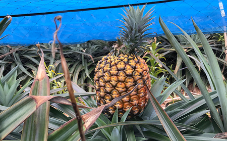 パイナップル【2026年発送】久米島印商店「ゴールドバレル」黄金パイナップル2個（1.3kg以上×2個） パインフルーツ