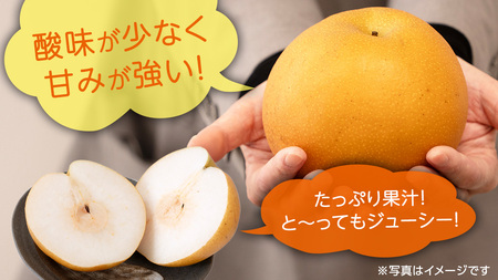 にっこり梨 約3kg 4玉～6玉 (茨城県共通返礼品:城里町) 2026年 フルーツ 甘い お正月 クリスマス 大玉 直送 茨城 限定 [CO001sa]