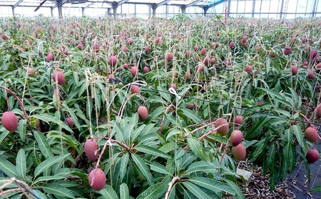 マンゴー【2026年発送】久米島赤鶏牧場 直送！糖度12度以上「特上」完熟マンゴー 約1kg（2～3玉） フルーツ