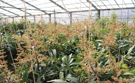 マンゴー【2026年発送】完熟直送！本永さんの久米島マンゴー 約2kg ◆秀品◆  フルーツ 果物