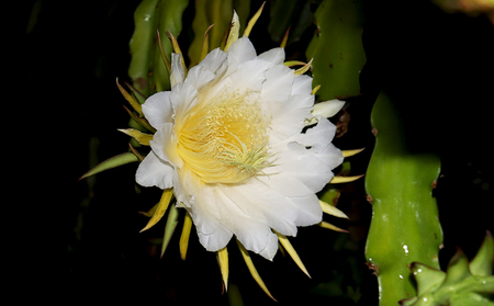 【2026年発送】本永さんの久米島産ドラゴンフルーツ 赤6～9玉（2.3kg以上） ドラゴンフルーツ 果物