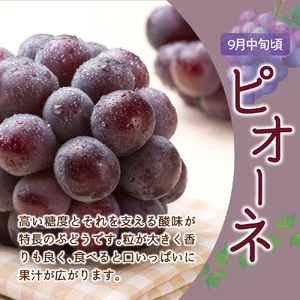 【先行予約】 定期便 令和8年産 ぶどうの定期便 全3回