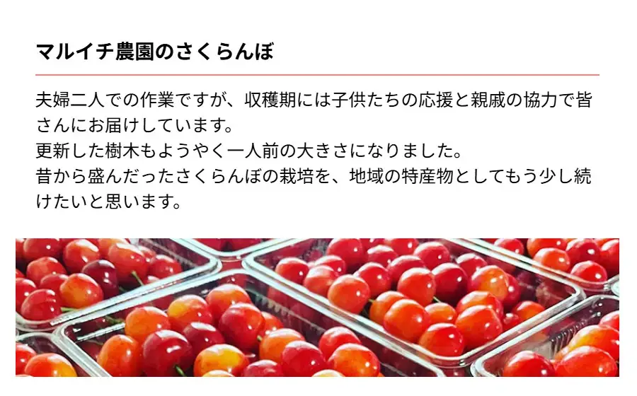 【令和8年産先行予約】さくらんぼ 佐藤錦　500g（ Lサイズ以上）　マルイチ農園