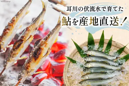 鮎 冷凍 こだわりの鮎 約1kg あゆ [452060794]