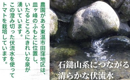「栗林農園」カラフルミニトマト詰合 600g トマトベリー ピーチチェリー イエローミミ サングリーン トスカーナバイオレット プリンセスオレンジ 6品種 