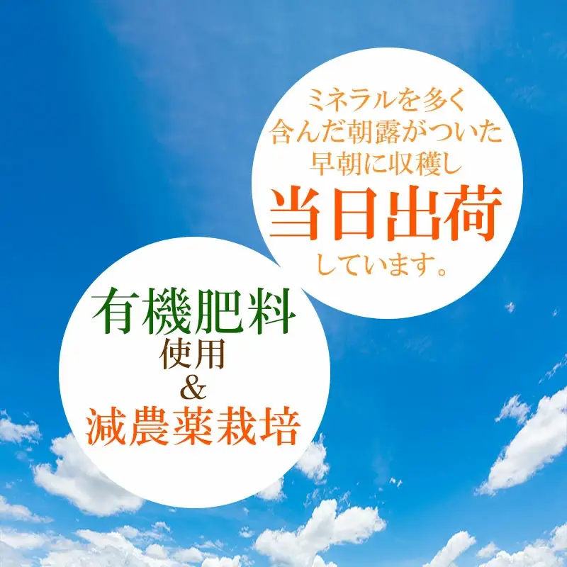 【令和8年産先行予約】【訳あり】本場白山産 白山だだちゃ豆 【白山(しらやま)】 2kg（500g×4袋）　農家 長四郎