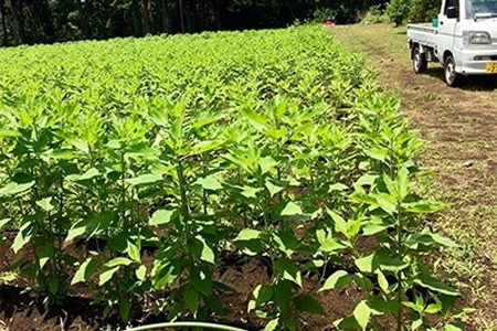 おまかせ 健康セット 【合計9品/菊芋製品入】