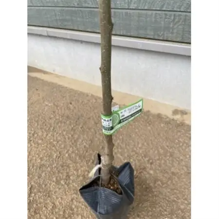 栗・ぽろたん苗木　1本_花・観葉植物 観葉植物・苗木  _【1356029】
