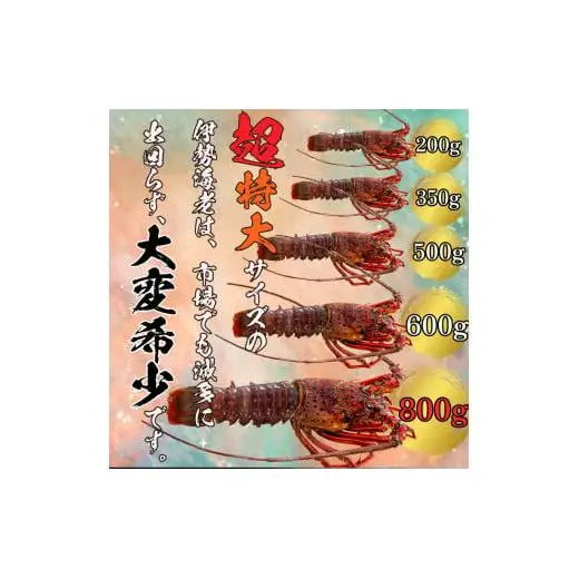 【 伊勢海老 】 超特大伊勢海老 800g以上 1尾