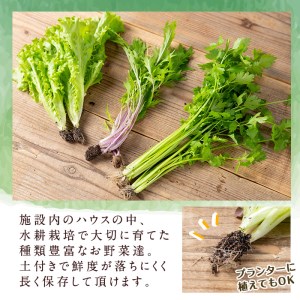 i678-A ＜定期便・計6回(隔月)＞ひかりのお野菜(約10束・5～6種) 野菜 やさい 葉物 旬 定期便 ほうれん草 水菜 チンゲン菜 小松菜 リーフレタス ルッコラ 水耕栽培 ミックスリーフ 山東白菜 何が届くかはお楽しみ【ひかりの郷】