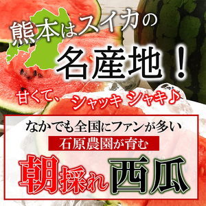 大玉スイカ（1玉）【2026年5月頃から7月中旬まで順次発送予定】 熊本県産 西瓜 すいか