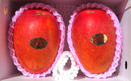 フルーツ【2026年発送】久米島印商店 完熟マンゴー約1kg&パイナップル（Ｎ67-10）2個（1.5kg以上×2） マンゴー パイナップル 