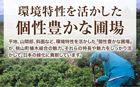 植木ヒサカキ(びしゃこ)苗木[高さ約40cm×1本] 農事組合法人 桃山町植木組合《90日以内に出荷予定(土日祝除く)》和歌山県 紀の川市 植木 植物 ヒサカキ 送料無料