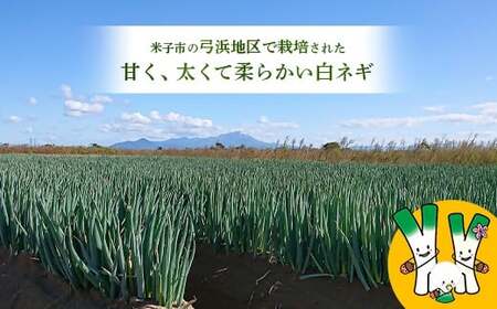鳥取県産　【訳あり】白ネギ4kg