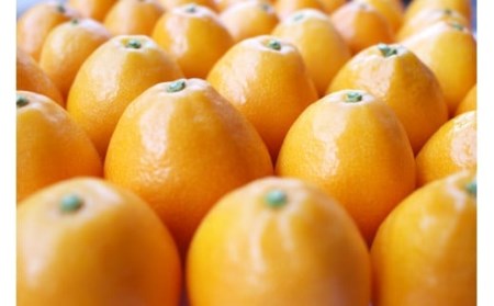 完熟 きんかん 甘露煮 170g×2袋 セット [春夏秋冬いっつもや 宮崎県 美郷町 31ab0096]