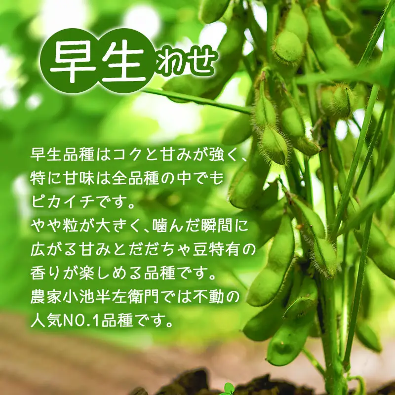 【定期便】【令和8年産先行予約】朝採りだだちゃ豆 食べ比べ 1.5kg (500g×3袋)×3回 お届け 早生・白山・晩生 枝豆　小池半左衛門