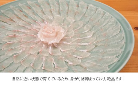 宗麟ひらめ・サザエの詰合せセット | サザエ 津久見市