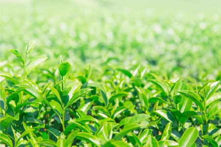 宇治深蒸し茶飲み比べセット 100g×4袋（2種×2袋）　〈宇治茶 お茶 茶 煎茶 緑茶 深蒸し茶 茶葉 飲み比べ 飲料 日本茶 旨味 新鮮 伝統 製法 まろやか〉 