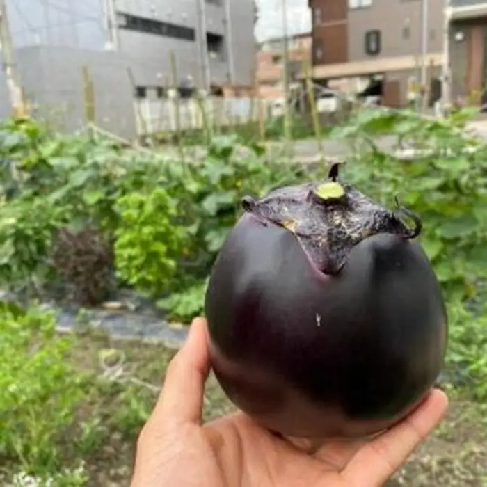 【先行予約・2026年7月発送】夏の京野菜「3種セット」賀茂茄子・万願寺とうがらし・伏見とうがらし｜やさい　やさい