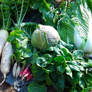 生命の農法 （ 無化学農薬 ・ 無化学肥料栽培 ） 季節 の 野菜 セット | 慈光会自然食品販売所