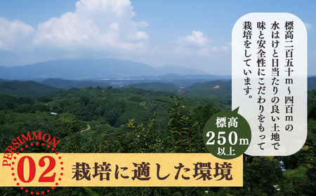 富有柿 特選 約 10kg （ 33～ 42個 入 ） | 梨子本農園