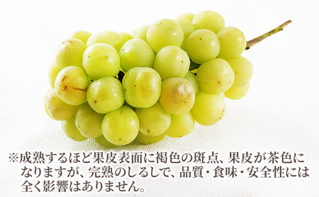 ぶどう 2026年 先行予約 桃太郎 ぶどう 1房（1房約670g）