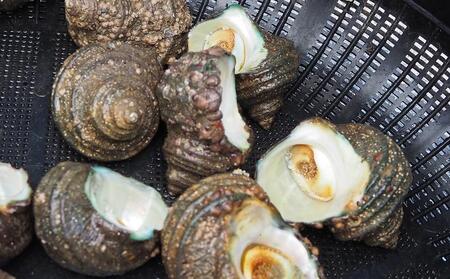 小豆島から直送！朝獲れ鮮魚 旬の地魚詰め合わせ 2kg以上