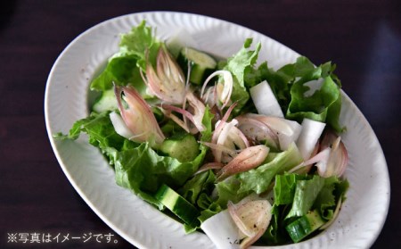【波佐見焼】ローズマリー リムオーバル プレート オリベ 食器 皿 【翔芳窯】 [FE209]  波佐見焼