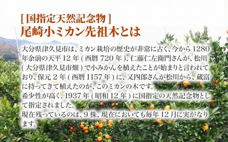 【先行予約】国指定天然記念物 尾崎 小ミカン 先祖木の 小ミカン | 津久見市