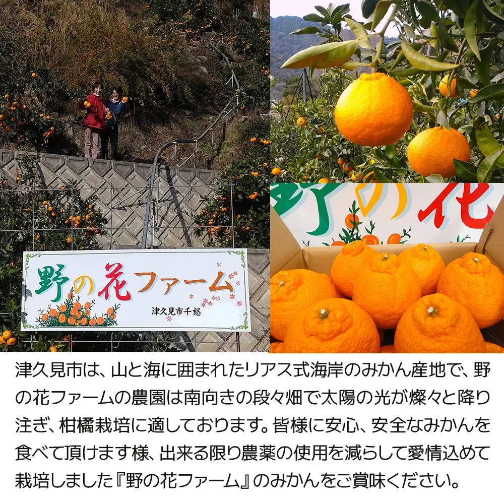 【先行予約・数量限定】野の花ファーム 不知火 6kg 手選別完熟 | みかん ミカン オレンジ 果物 大分県 九州 津久見市 国産