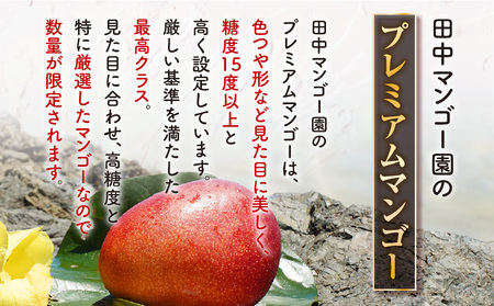 【 2026年 先行予約 】田中マンゴー園の プレミアム 完熟 アップルマンゴー 1kg （ 2玉 ）  W001-011u 果物 マンゴー