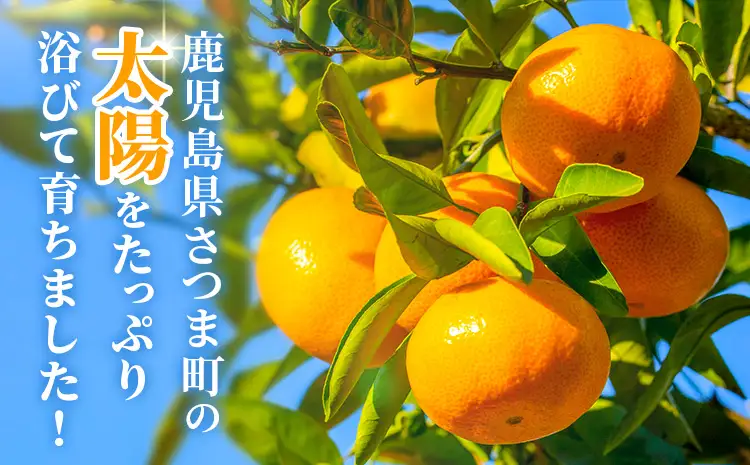 鹿児島県産 新生十万みかん 約5kg 祝迫果樹園《1月中旬-2月中旬頃出荷》鹿児島県 さつま町 みかん 十万みかん 蜜柑 柑橘 果物 くだもの フルーツ ジューシー
