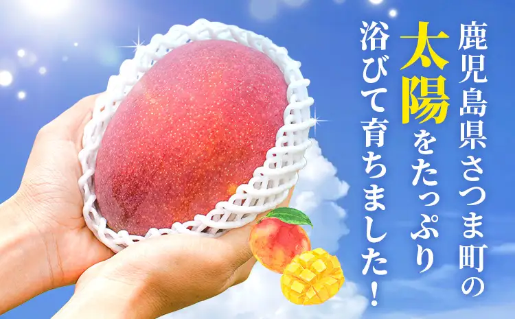 鹿児島県産 完熟マンゴー 化粧箱入り 約600g 祝迫果樹園《6月中旬-7月中旬頃出荷》鹿児島県 さつま町 マンゴー 果実 果物 くだもの フルーツ 果肉 果汁 高級 ご褒美 贅沢 グルメ