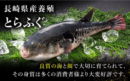 長崎県産 とらふぐ刺身5人前（アラ付き）/ ふぐ フグ 河豚 トラフグ ふぐ刺し / 南島原市 / 大和庵 [SCJ018]