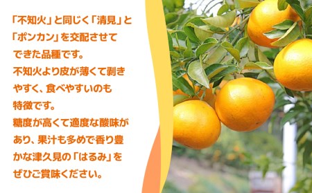 【先行予約】津久見のみかん はるみ 5kg | 津久見市