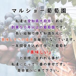 【2026年先行予約・数量限定】朝採り 巨峰「種なし」 約１kg＜2026年8月中旬～発送＞