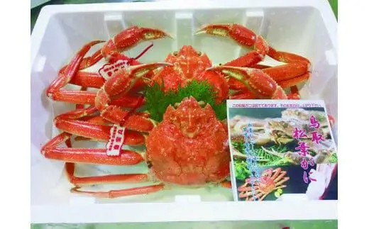 【活】タグ付き 松葉ガニ　特大2枚　| 松葉 カニ 訳あり活 特大 美味しさに 訳あり 不揃い でないたっぷり ※2026年11月上旬～2027年3月下旬頃に順次発送予定