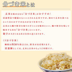 ★真空包装★R7年産こしひかり 8kg(2kg×4袋)【5分づき】｜米 こめ お米 コシヒカリ こしひかり 真空 真空包装 5分づき 人気 個包装 茨城県 行方市 送料無料(CZ-10-2)