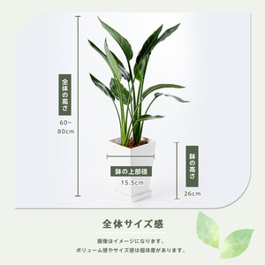 2026年1月中旬～発送【観葉植物】ストレリチア・レギネ 極楽鳥花 60cm～80cm Green Base IB003-001 観葉植物 ※北海道・沖縄・離島配送不可