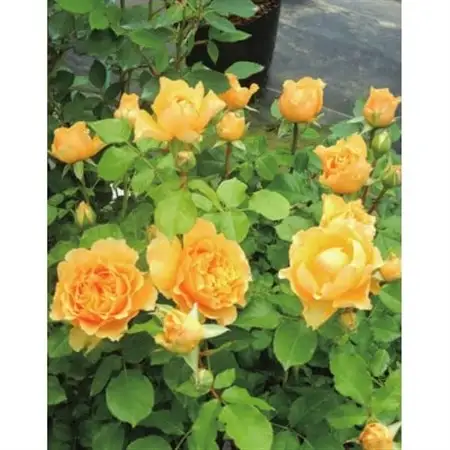 バラ苗(7号鉢植え)　憧れのブランドローズ4鉢　スターターセット(天然肥料と殺虫殺菌剤付き)_花・観葉植物 観葉植物・苗木  _【1365555】