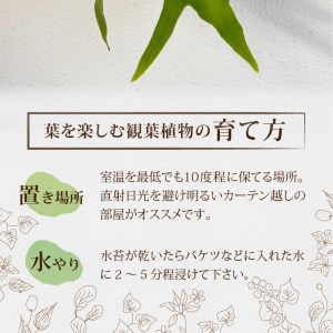 コウモリラン(ビカクシダ)焼き杉板付け[観葉植物 インテリア]