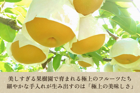 【2026年先行予約】たかはし果樹園 謹製 新潟県産和梨 あきづき 約3kg《9月中旬～順次配送》たかはし果樹園あきづき梨