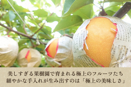 【2026年先行予約】たかはし果樹園 謹製 新潟県産和梨 新高 約5kg《9月下旬～順次配送》にいたか たかはし果樹園 新高梨