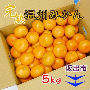 ≪先行受注≫温州みかん 香川産 約5kg ( S ～ Lサイズ ) ｜ みかん 味濃い