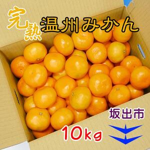 ≪先行受注≫温州みかん 香川産 約10kg ( S ～ Lサイズ ) ｜ みかん 味濃い