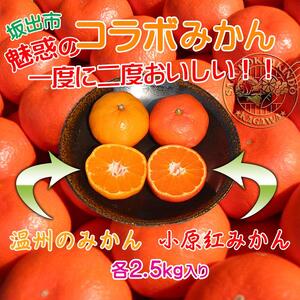 ≪先行受注≫小原紅早生 & 完熟温州 セット 約5kg ( 小原紅早生みかん約2.5kg & 完熟温州みかん約2.5kg ) S ～ Lサイズ ｜ みかん